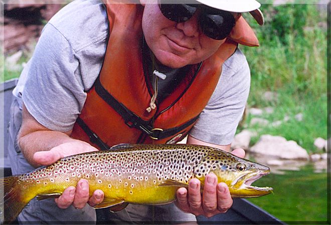 Arguably the Green River has become the best Brown Trout fishery in the West